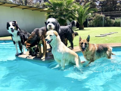 Noche de hotel perro grande