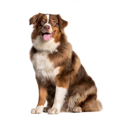 Baño perro gigante pelo largo (desde 22 a 35 kg)