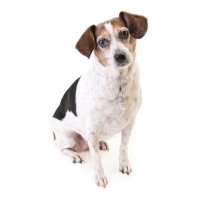 Baño más Corte sanitario mediano/grande (de 12 a 22 kg)