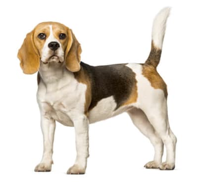 Baño perro mediano pelo corto (de 12 a 22 kg)