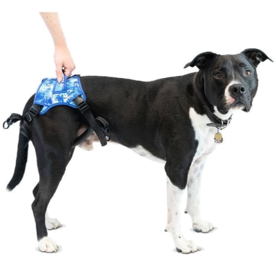 Arnés de soporte trasero Buddy Up - Walkin pets