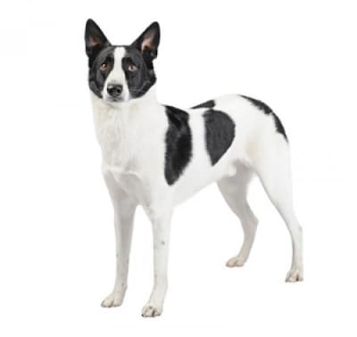 Baño perro gigante pelo corto (desde 22 a 35 kg)