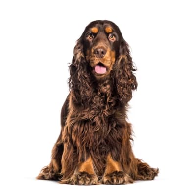 Baño perro mediano pelo largo (desde 12 a 22 kg)