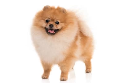 Deslanado pequeño (hasta 12 kg)