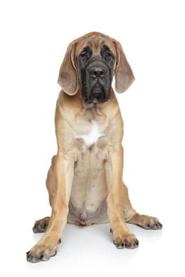 Baño perro super gigante pelo corto (desde 35 kg)