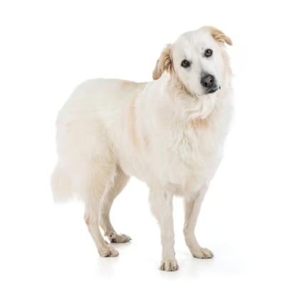 Baño perro super gigante pelo largo (desde 35 kg)