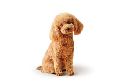 Baño + Corte perro pequeño (hasta 12 kg)