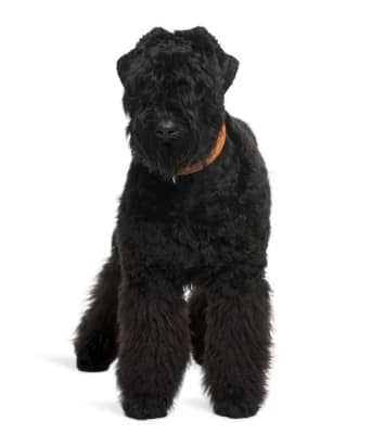 Baño+Corte super gigante pelo largo (desde 38 kg)
