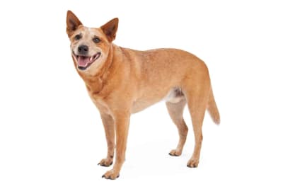 Baño más Corte sanitario gigante pelo corto (desde 22 a 35 kg)