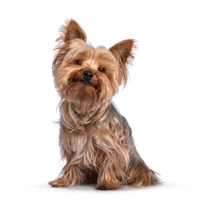 Baño perro pequeño (hasta 12 kg)