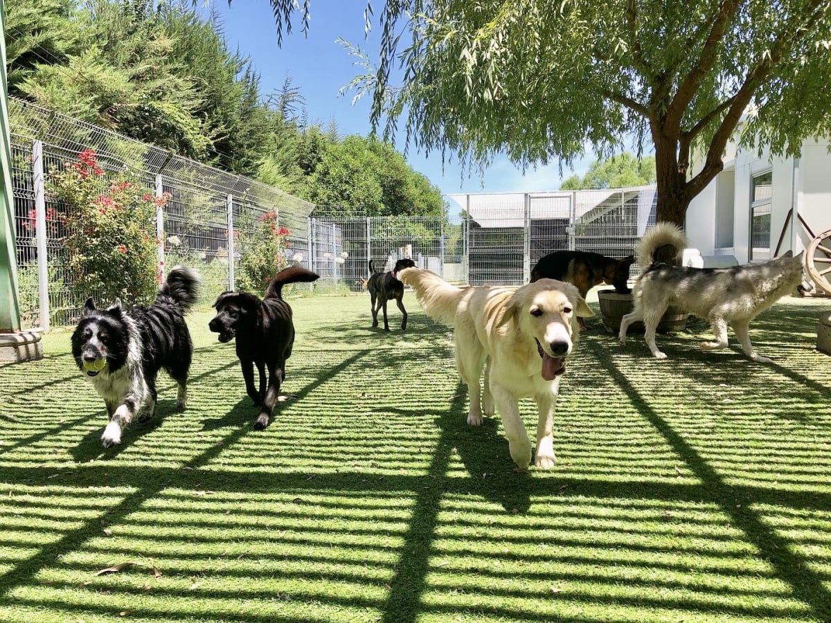 Noche de hotel perro grande6