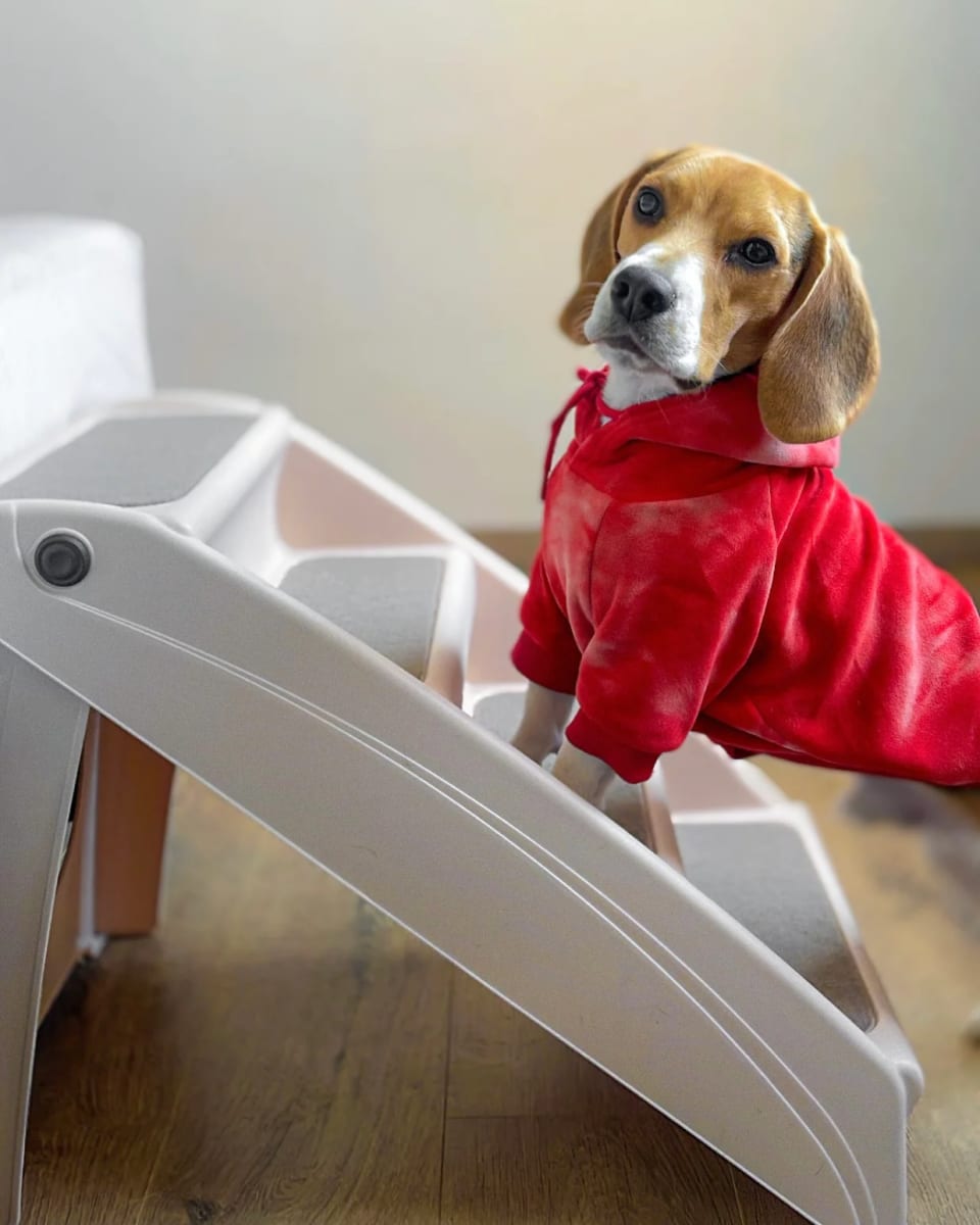 Escalera para Mascotas Pawise2