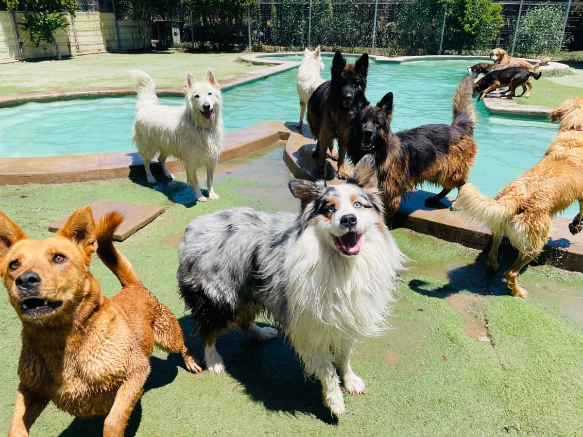 Noche de hotel perro grande5