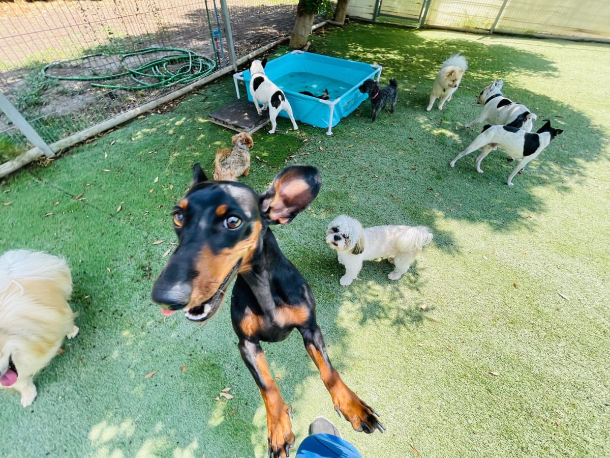 Noche de hotel perro pequeño2