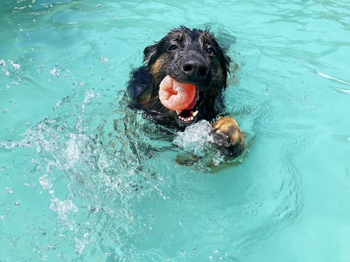 Noche de hotel perro grande2