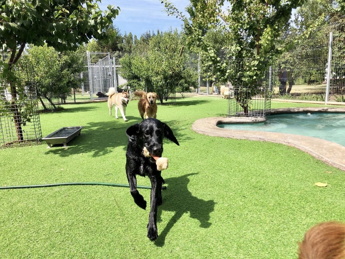 Noche de hotel perro grande4