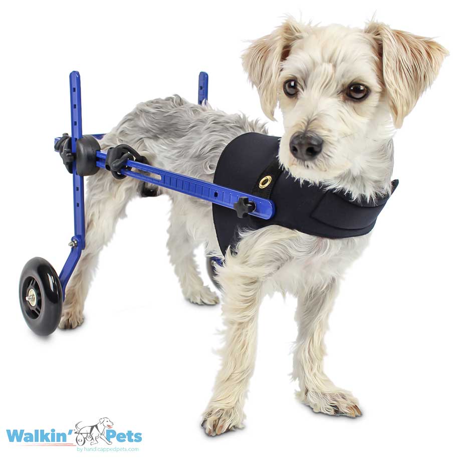 Chaleco Arnes delantero - Vest Harness Walkin Pets4