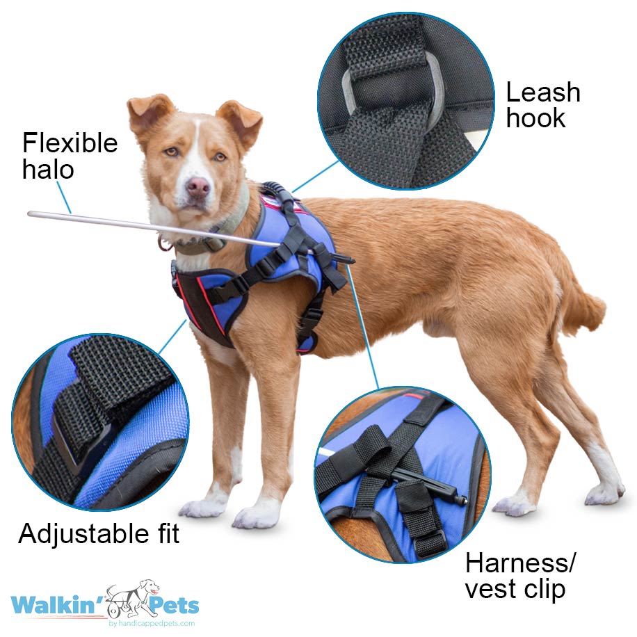 Arnes con Halo para ciegos Walkin Pets - Perros sobre 14 Kg3