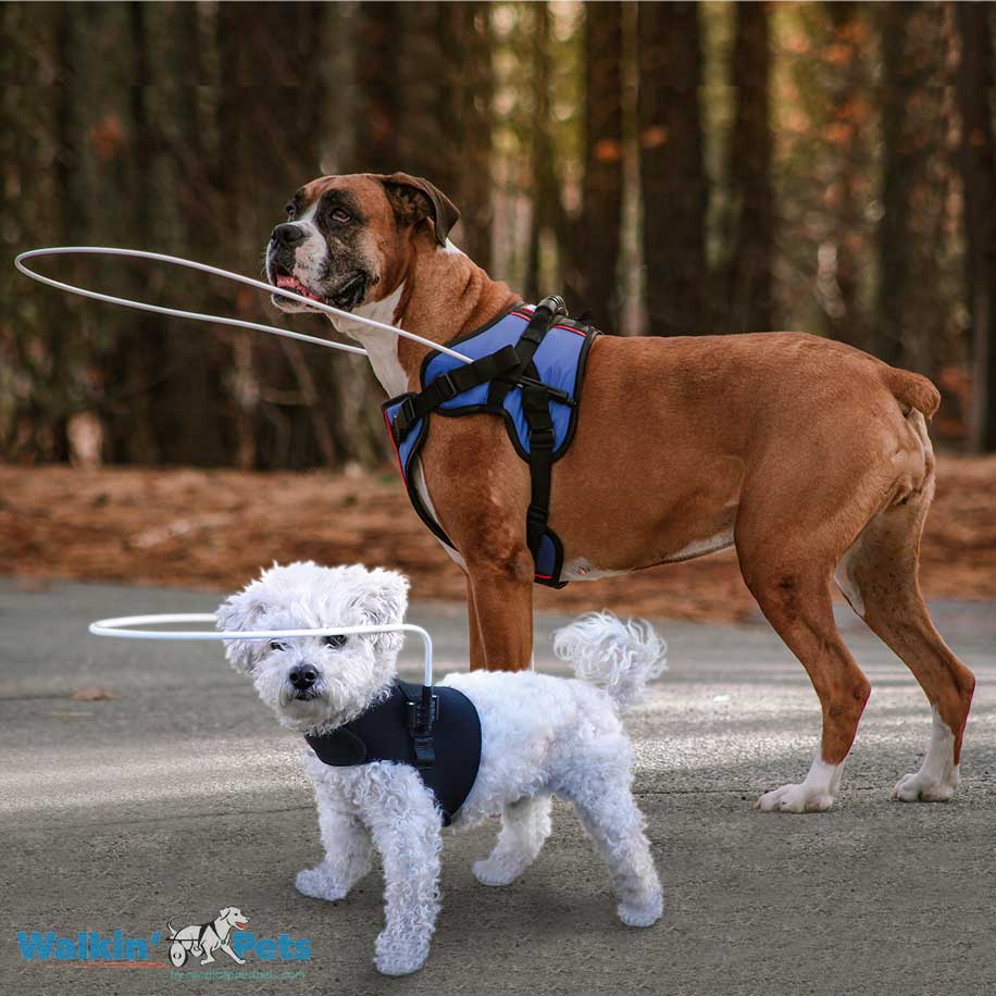 Arnes con Halo para ciegos Walkin Pets2