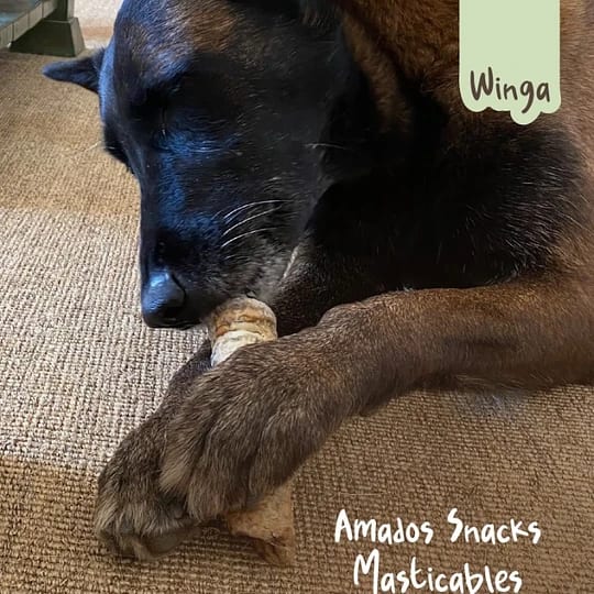 Tráquea de vacuno para perros, Snack Winga3