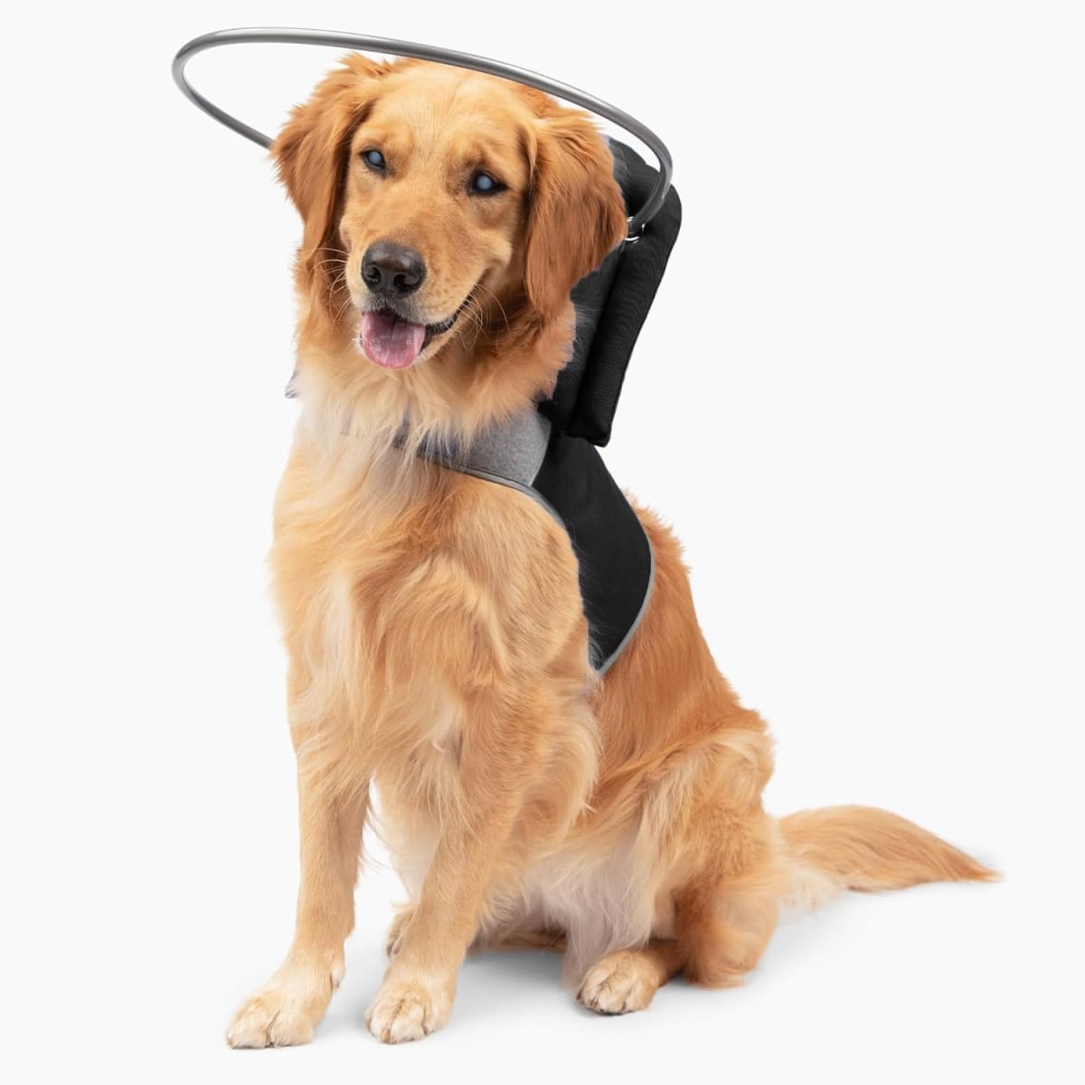 Halo para perro Ciego Muffin's6