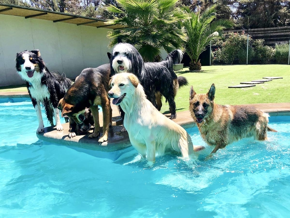 Noche de hotel perro grande1