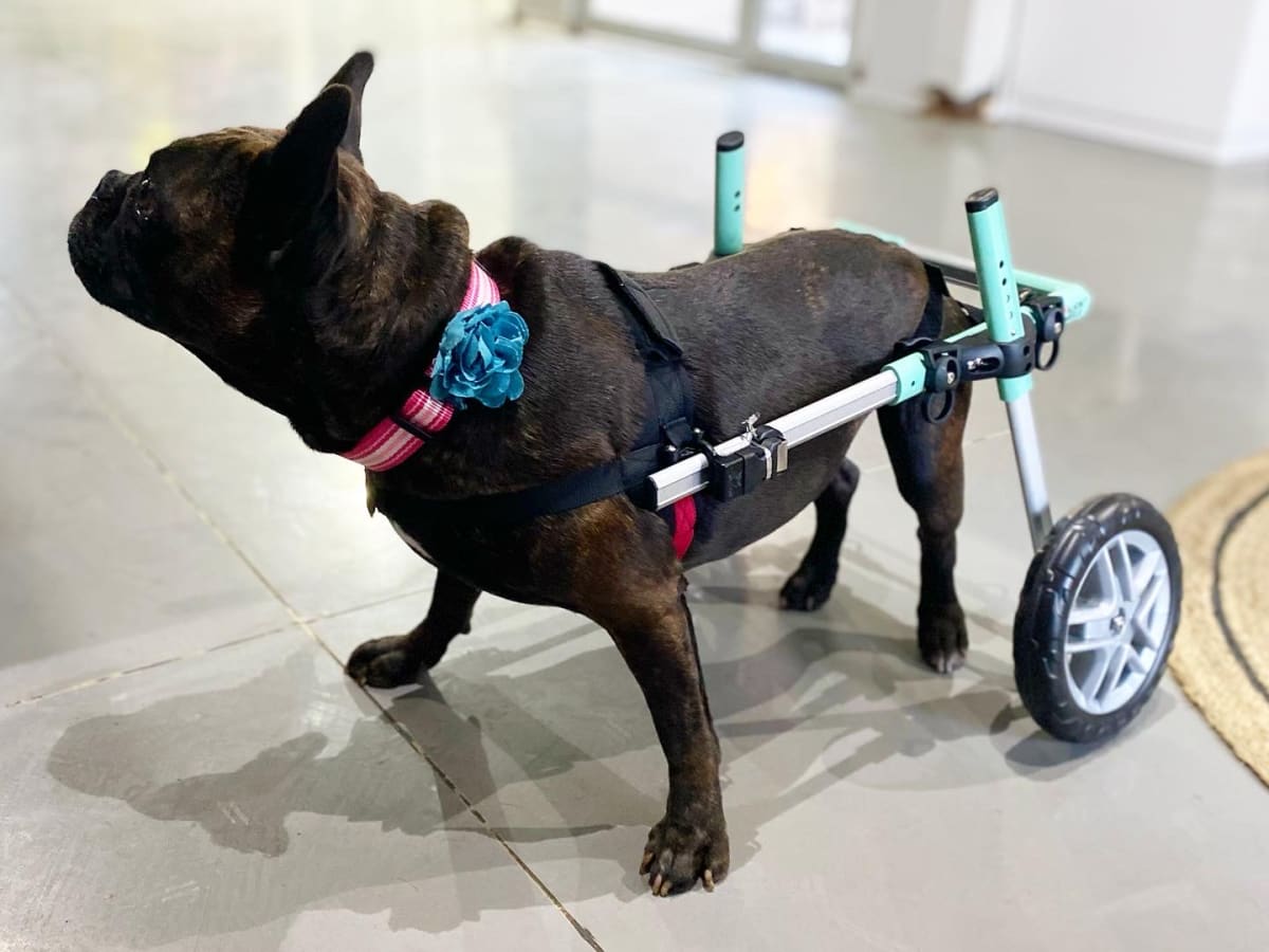 Silla de ruedas Small, Walkin Pets4