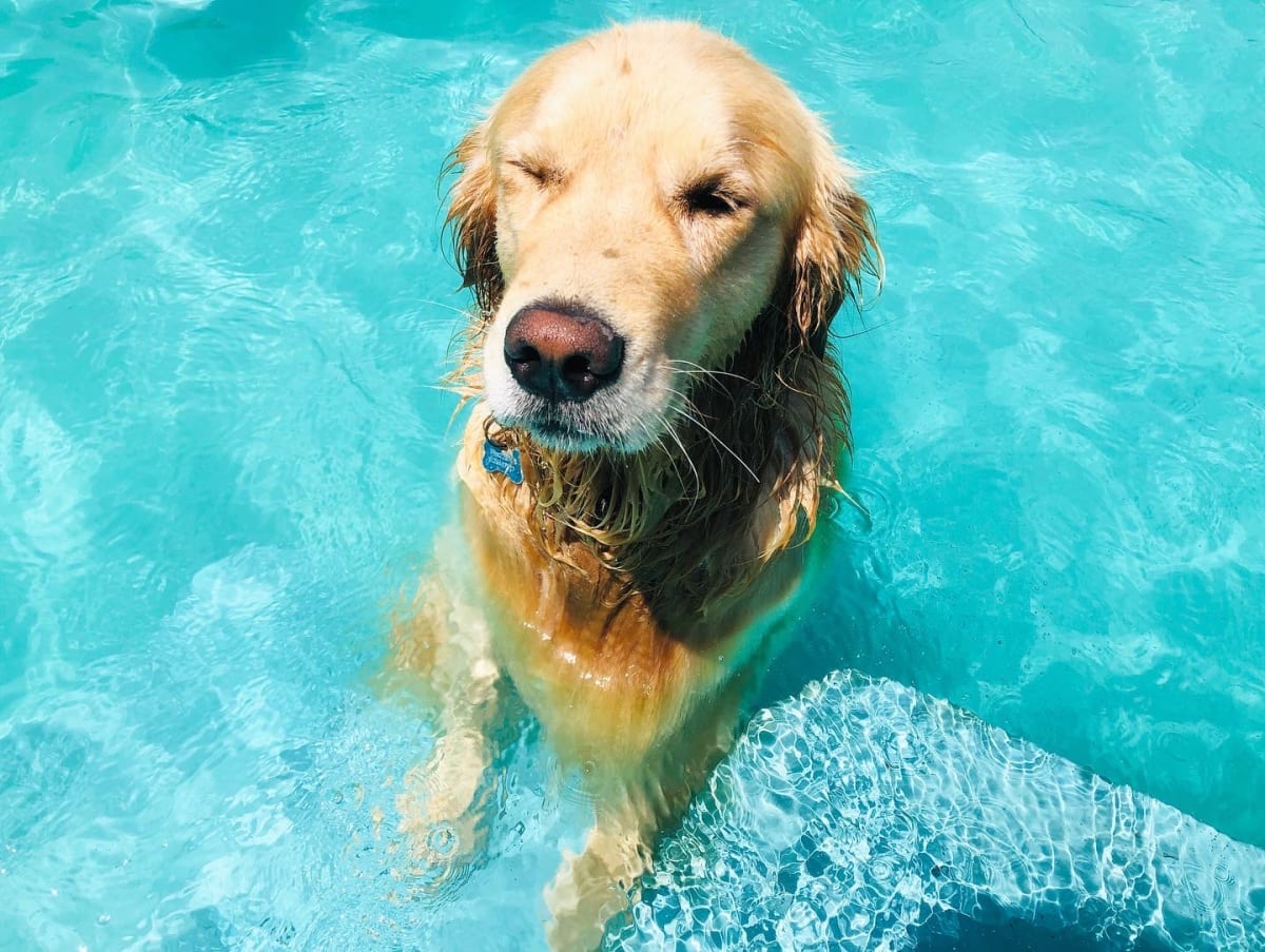 Noche de hotel perro grande7