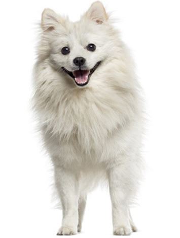 Deslanado pequeño (hasta 12 kg)4