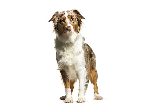 Baño perro gigante pelo largo (desde 22 a 35 kg)3