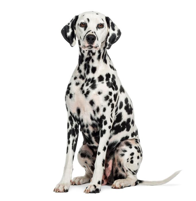 Baño perro gigante pelo corto (desde 22 a 35 kg)2