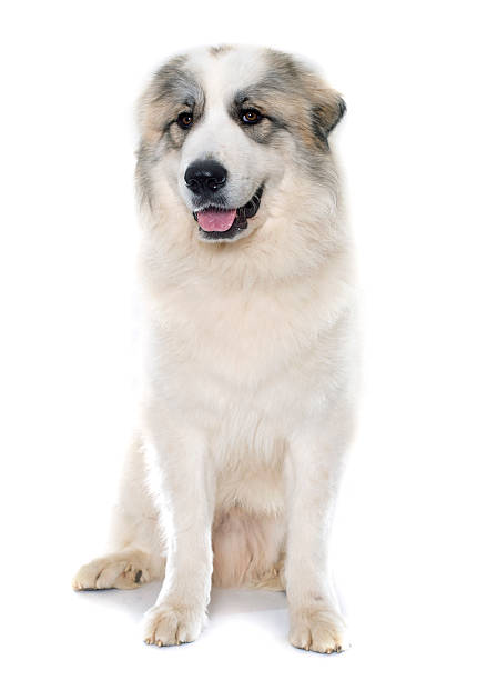 Baño perro super gigante pelo largo (desde 35 kg)3