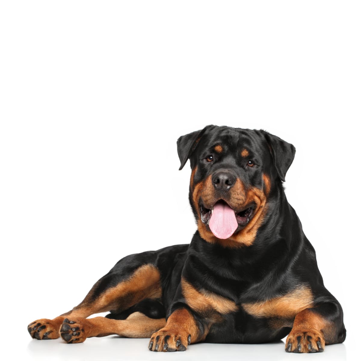 Baño perro super gigante pelo corto (desde 35 kg)4