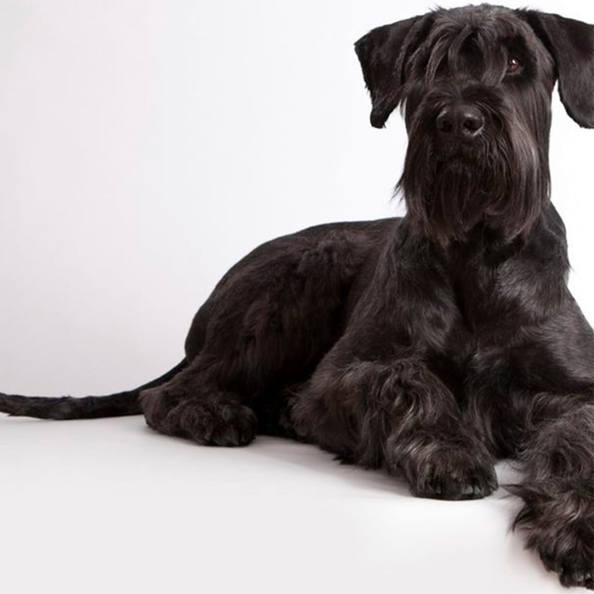 Baño más Corte sanitario gigante pelo largo (desde a 35 kg)5