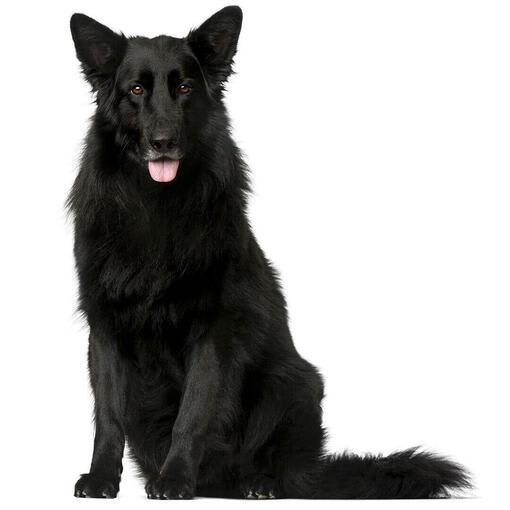 Baño perro super gigante pelo largo (desde 35 kg)6