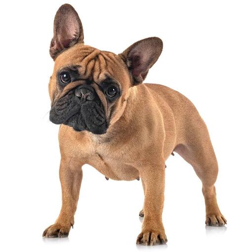 Baño perro mediano pelo corto (de 12 a 22 kg)4