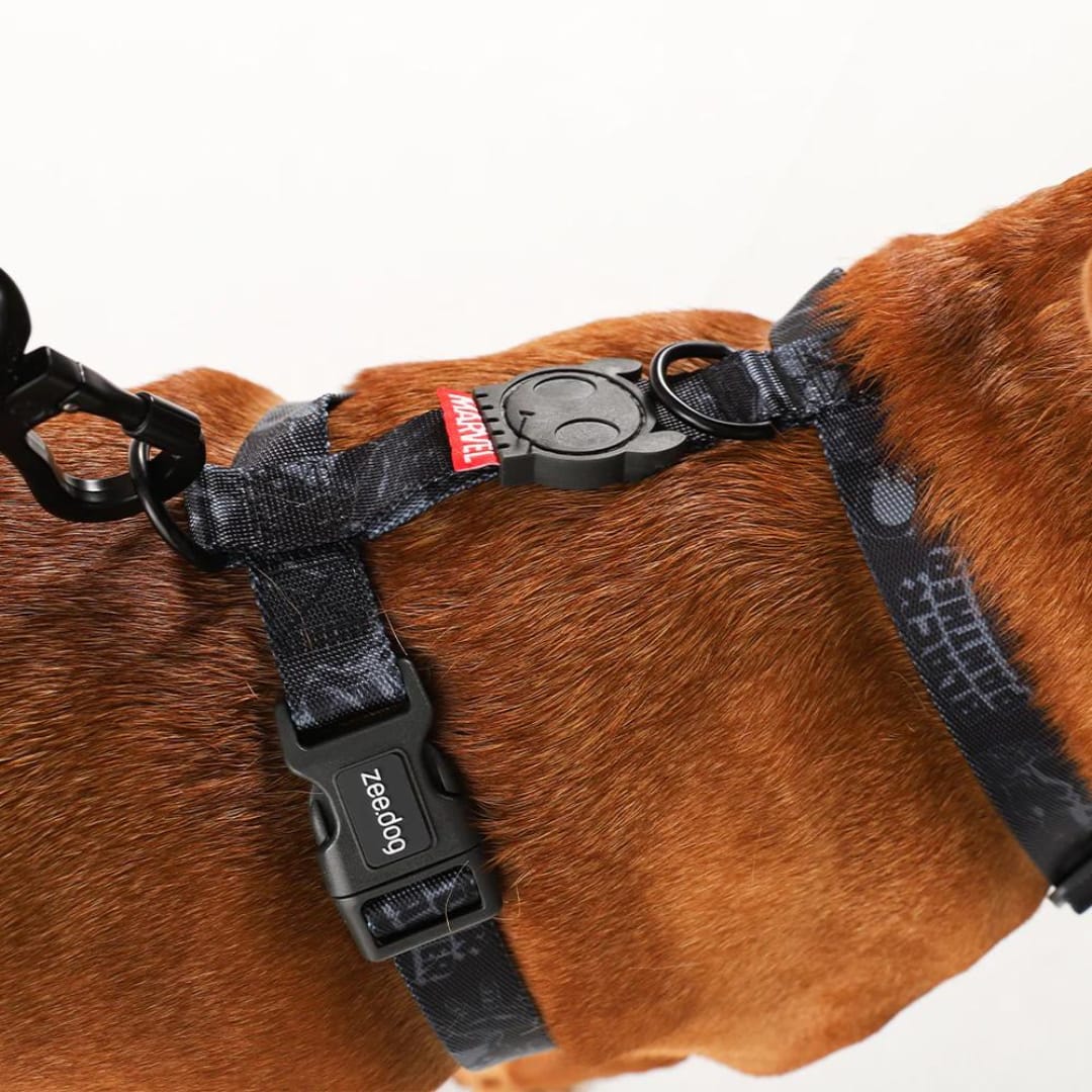 Zeedog H Harness Black Panther3