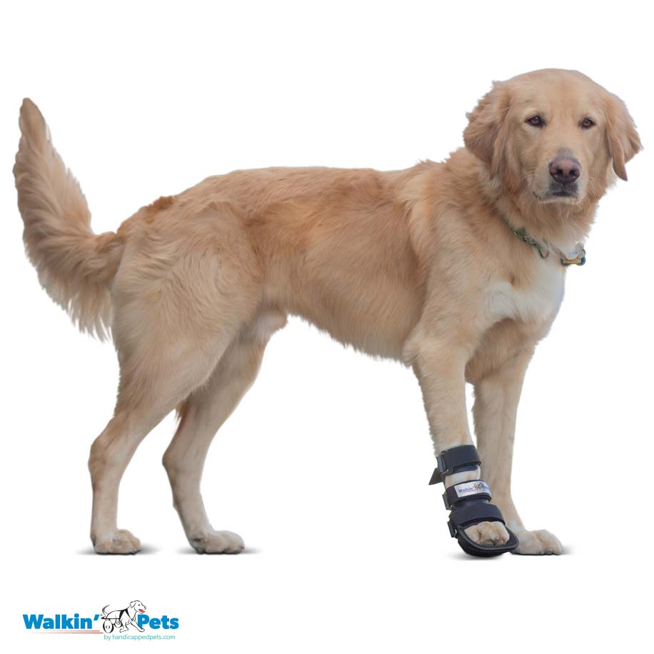 Bootie splint Walkin Pets6