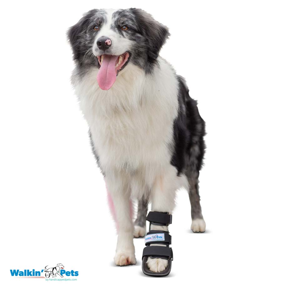 Bootie splint Walkin Pets7