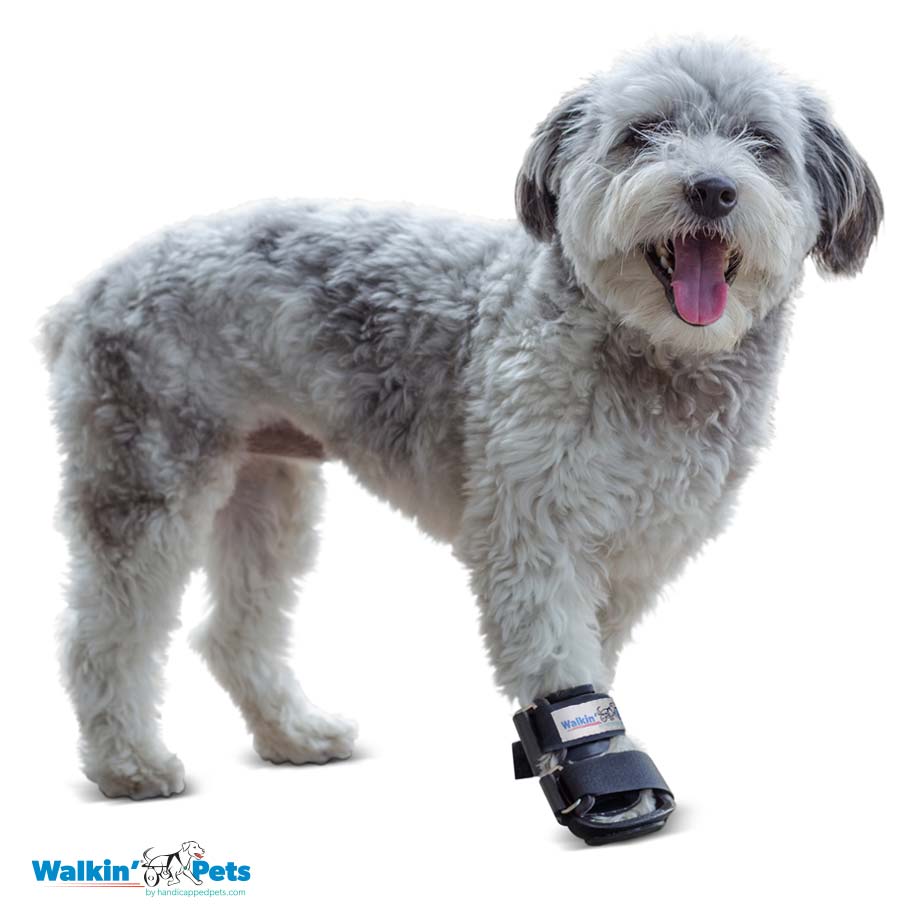 Bootie splint Walkin Pets8