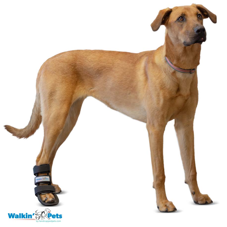 Bootie splint Walkin Pets9