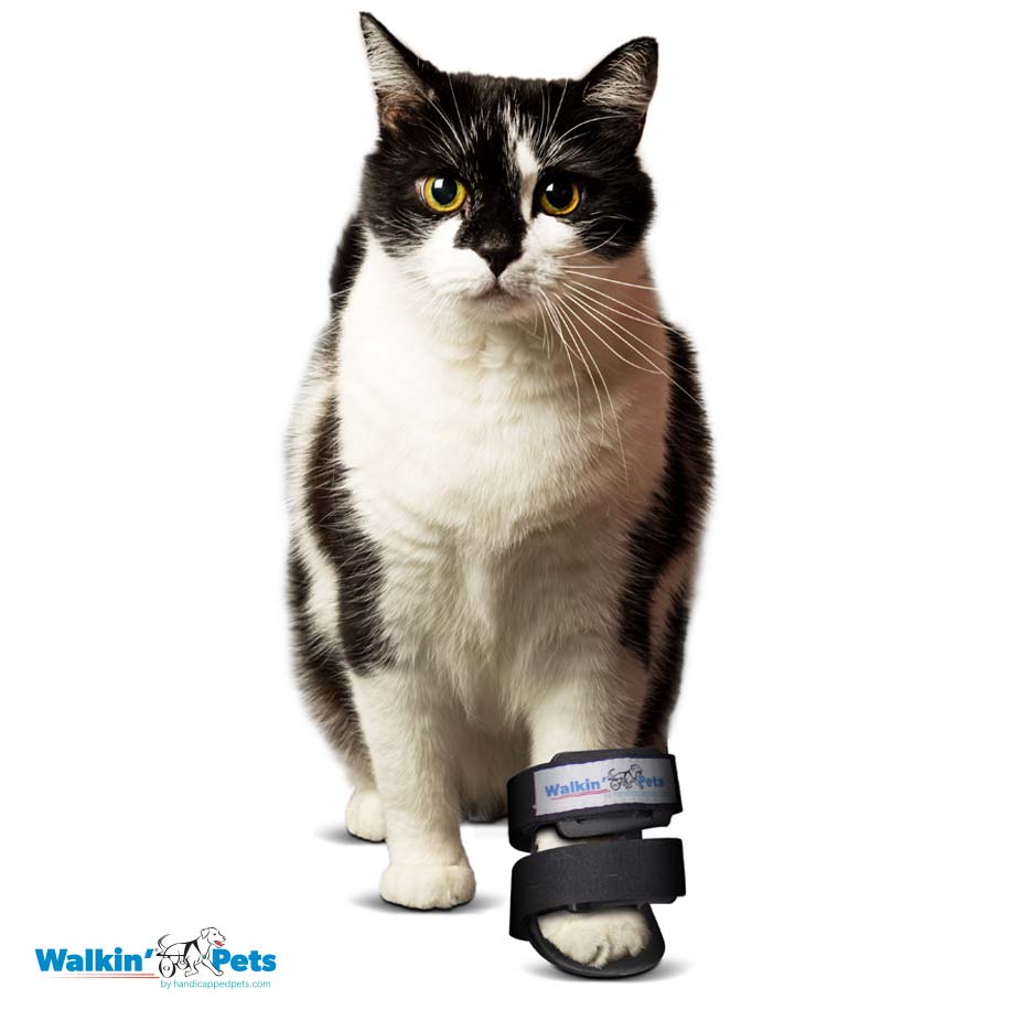 Bootie splint Walkin Pets10