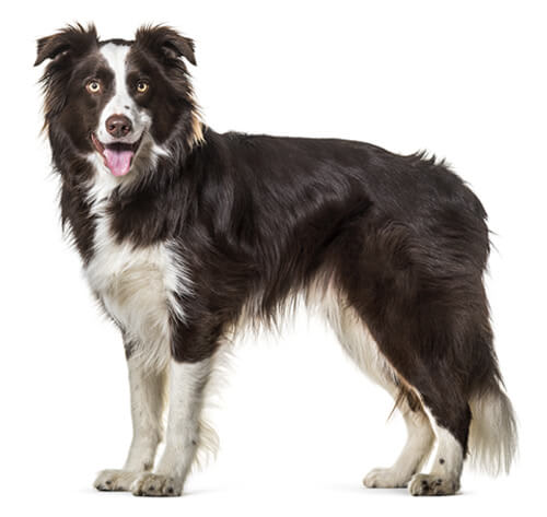 Baño perro gigante pelo largo (desde 22 a 35 kg)4