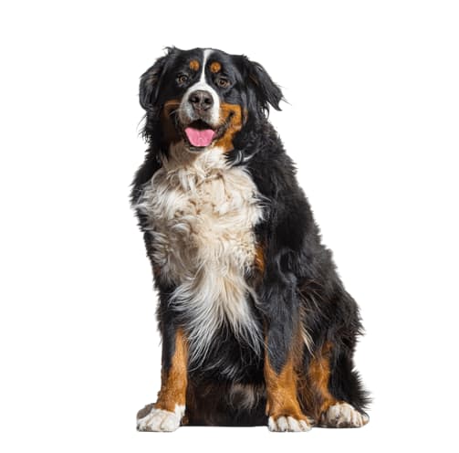 Deslanado super gigante (desde 38 kg) $59.0001