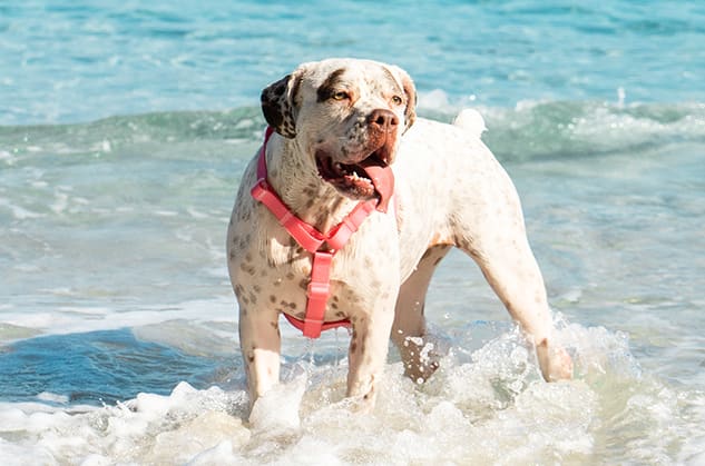 Zeedog H Harness Neopro Bubblegum3