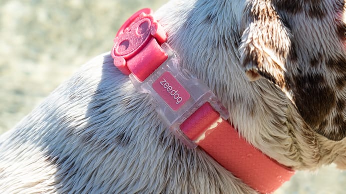 Zeedog Collar Neopro Bubblegum3