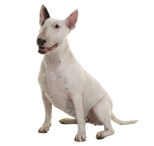 Baño perro gigante pelo corto (desde 22 a 35 kg)5