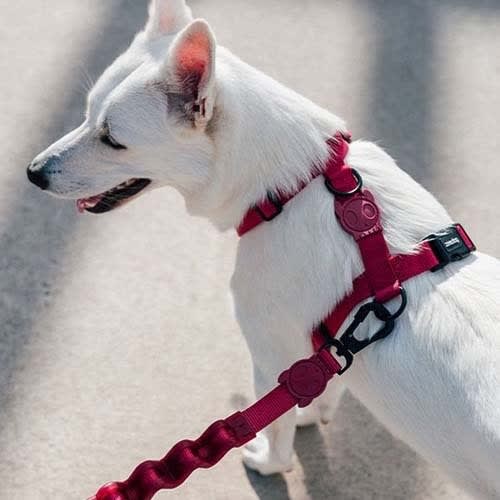 Zeedog H Harness Bordeau3