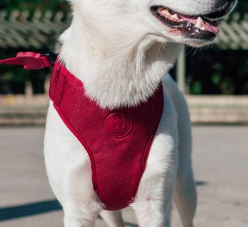 Zeedog AirMesh Harness Bordeau3