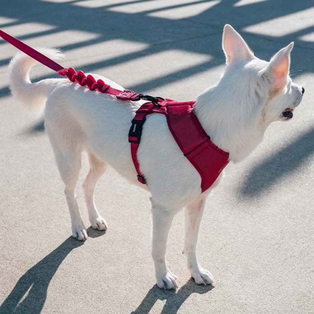 Zeedog AirMesh Harness Bordeau5